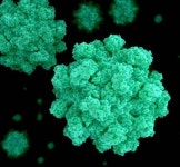 [질환정보] 겨울철 주의 필요한 노로바이러스