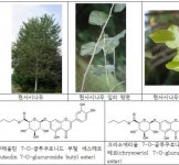 경희대 조익현 교수,현사시나무서 신규물질 분리-항염증·항산화 기능 규명