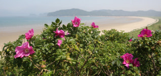 푸른 바다·진홍빛 해당화 환상 조화