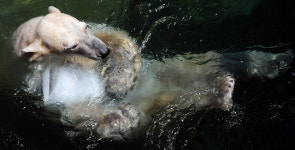 대전 오월드 동물들의 시원한 여름나기