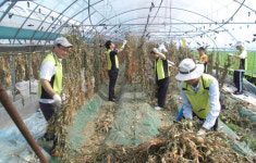 농협 아산지부 농촌일손돕기