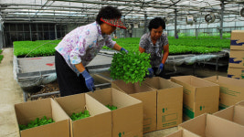 음성군 농기센터,가을 배추묘 66만주 28일까지 공급