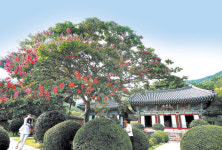 뿌리가 깊어 흔들리지 않는 巨木같은…역사의 현장으로