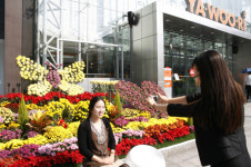 야우리百 국화정원 인기