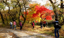 충주 월악산 ‘하늘재’ 가을 트레킹 장소 인기