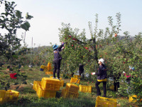 한국마사회 천안지점, 농촌일손돕기 구슬땀