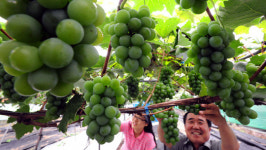 달콤한 산내포도 농가소득도 꿀맛