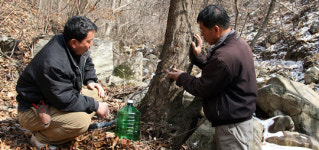 단양지역, 고로쇠 수액 채취 분주