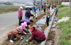 당진 면천면 율사리 등, 꽃길조성·환경정화 활동 눈길