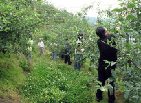 예산 농어촌공, 과수농가 일손돕기