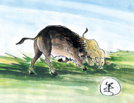 소의 친척들 ④