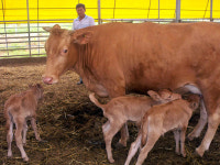 예산서 송아지 세 쌍둥이 탄생 ‘화제’
