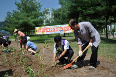 천안 쌍용2동 해바라기 숲 조성
