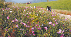 서산 해미읍성 ‘나라사랑 무궁화동산’ 조성