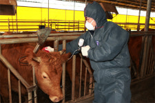 홍성 한우농가 백신접종