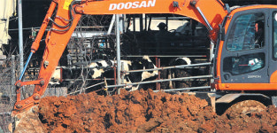 소도 사람도 ‘고통의 눈물’