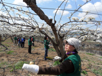천안 성정1동, 배 인공수분 일손 돕기