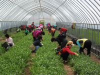 산나물 채취 체험