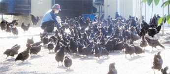 피난갔던 오골계가 돌아왔다