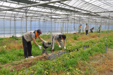 농협 대전본부, 농촌 일손돕기