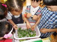 봉명초 병설유치원, 누에프로젝트 진행