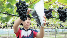 새콤달콤 금산 추부포도, 입맛 사냥