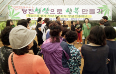 당진 청삼의 우수성 아시나요?