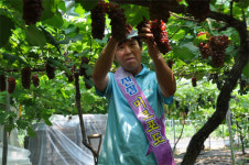 대전농협, 내일 진잠미르포도 측제 개막