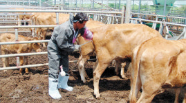 구제역에 사라진 ‘고능력 한우’ 육성