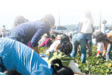 논산, 24일부터 ‘상월명품고구마축제’ 개최