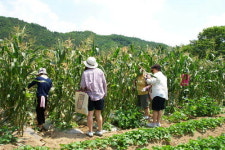 아산시 주말농장 19곳 무료 분양