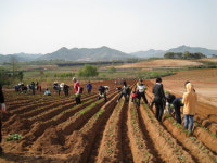 농협 논산시지부 농촌일손돕기