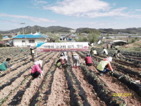 아산농협 고구마심기 봉사