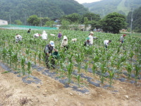 수안보 오산경로당, 옥수수 기르며 화합