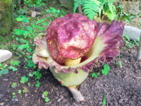 청양고추마을 시체꽃 두번째 만개