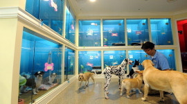 휴가철 애견호텔 북적