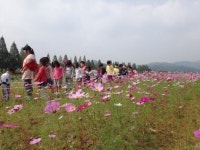 코스모스 한들한들… 신나는 동심