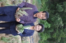 항암효과 탁월 와송 재배 부농꿈 영글어요