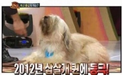 최고 몸값 개 몸값이 자그마치…억소리 나네