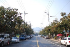 감 주렁주렁… 영동 가로수길 유혹