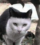 앞머리 잘린 고양이 미용실 어디 다녀요?
