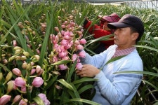 겨울꽃 심비디움 활짝