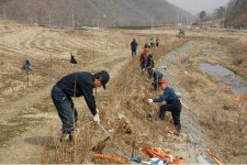 음성 백야리 매실 축제 준비 묘목 식재