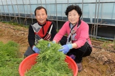 토종 약초 개똥쑥 아시나요