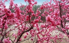 봄소식 전하는 겹홍매화