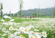 주말 논산 탑정호 수변생태공원에 샤스타데이지 꽃 물결 감상하세요