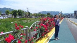 충주천변 장미꽃 활짝