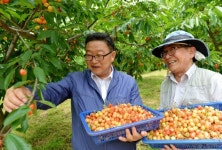 새콤달콤 체리 첫 수확