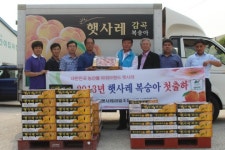 음성군,햇사레복숭아첫 출하