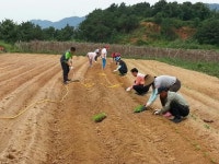 주포면청년회, 사랑의 배추 심기로 구슬땀